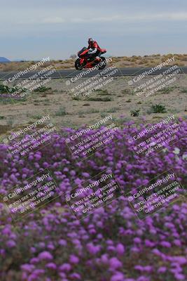 media/Jan-14-2023-SoCal Trackdays (Sat) [[497694156f]]/Turn 14 Exit Bloomig (145pm)/